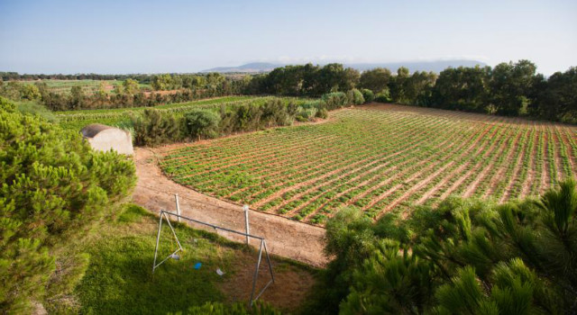 36379306.jpg